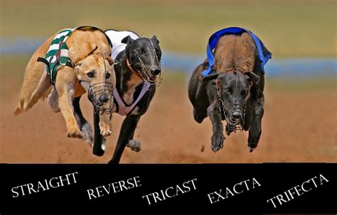 greyhound forecast calculator|Bet Types .